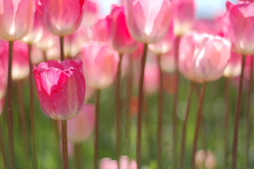 Champs de tulipes roses