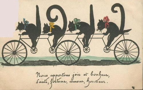chats à vélo