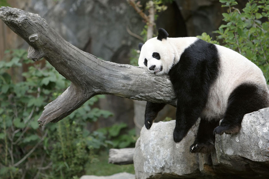 La-drole-de-vie-des-animaux-de-nuit