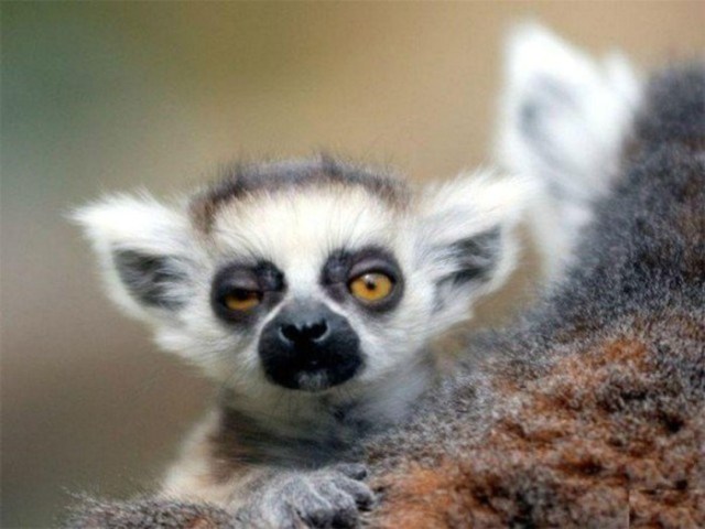 quand-animaux-ressemblent-gens-bourres-7